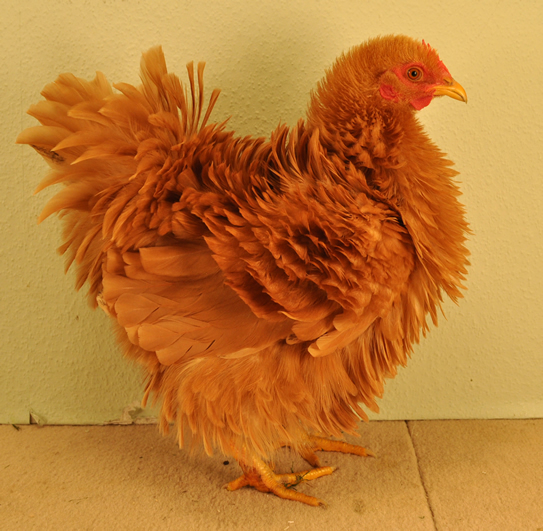 Farben der Strupphühner